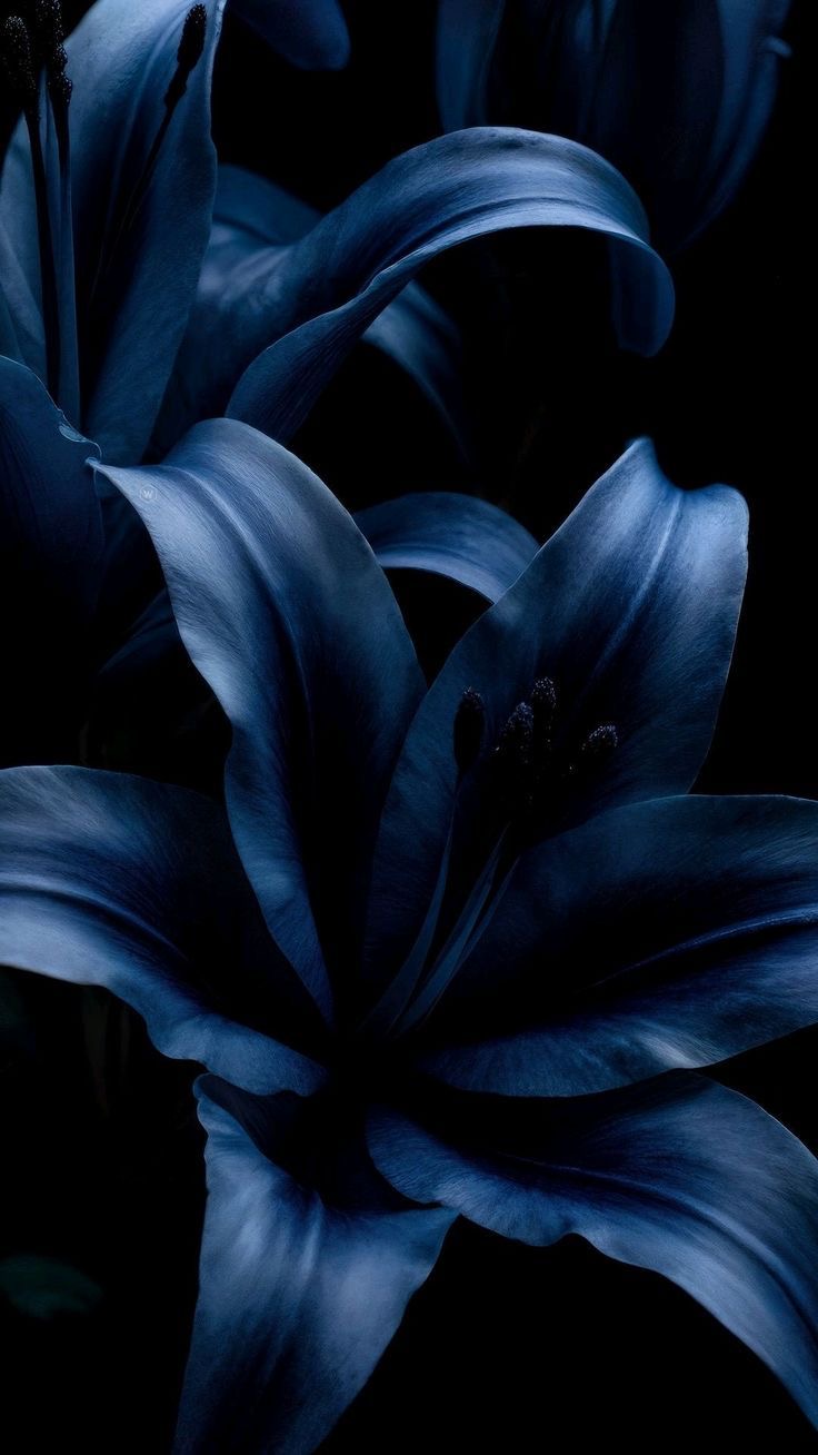 Noir